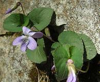 Viola hirsutula