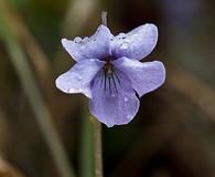 Viola langsdorffii