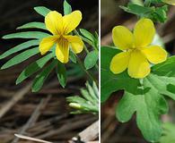 Viola lobata