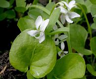 Viola macloskeyi