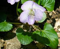 Viola missouriensis