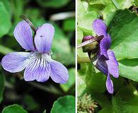 Viola nephrophylla