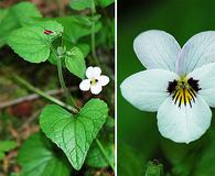 Viola ocellata