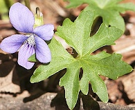 Viola palmata