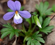 Viola pedata