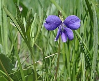 Viola pedatifida