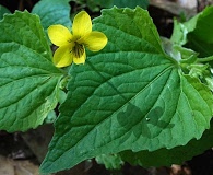 Viola pubescens