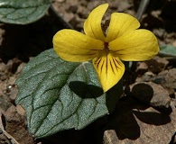 Viola purpurea