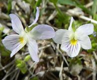 Viola rafinesquei