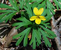 Viola sheltonii