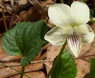 Viola striata