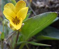 Viola vallicola