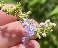 Vitex negundo