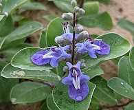 Vitex rotundifolia