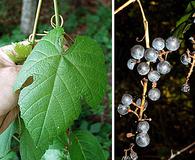 Vitis aestivalis