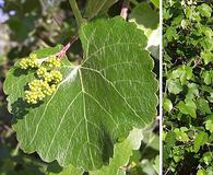 Vitis californica