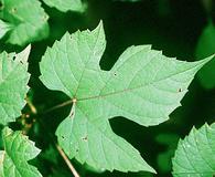 Vitis palmata