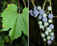 Vitis riparia