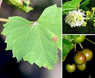 Vitis rotundifolia