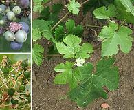 Vitis vinifera