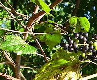 Vitis vulpina