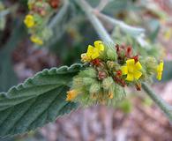 Waltheria indica