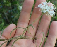 Warea carteri