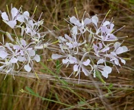 Warea cuneifolia