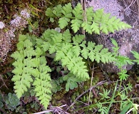 Woodsia alpina