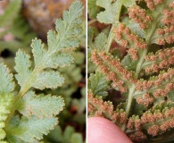 Woodsia cochisensis