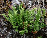 Woodsia glabella