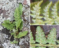 Woodsia ilvensis