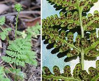 Woodsia obtusa