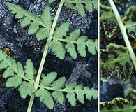 Woodsia oregana