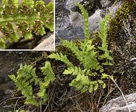 Woodsia scopulina