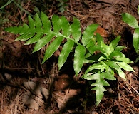 Woodwardia areolata