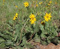 Wyethia arizonica