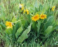 Wyethia glabra