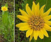 Wyethia helenioides