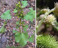 Xanthium strumarium