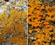 Xanthomendoza fulva