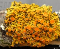 Xanthomendoza hasseana