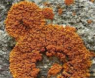 Xanthomendoza trachyphylla