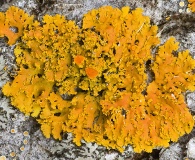 Xanthomendoza ulophyllodes