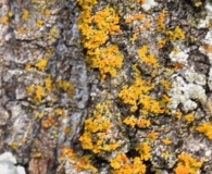 Xanthomendoza weberi