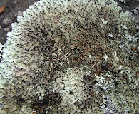 Xanthoparmelia tasmanica