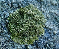 Xanthoparmelia verruculifera