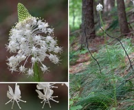 Xerophyllum asphodeloides