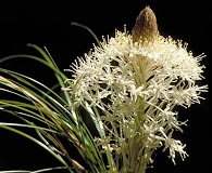 Xerophyllum tenax