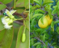 Ximenia americana